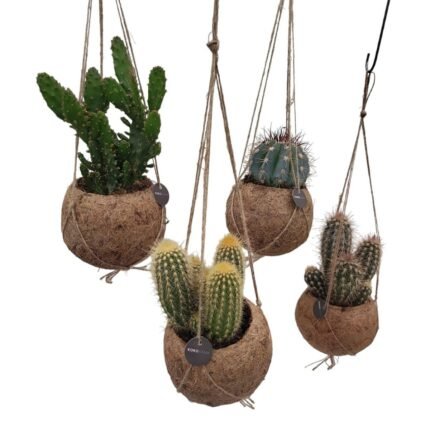 Kokodama cactus mix met vier cactussen in hangende jute potten, Ø12cm, hoogte 20cm.