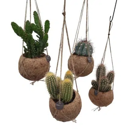 Kokodama cactus mix met vier cactussen in hangende jute potten, Ø12cm, hoogte 20cm.