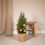 Picea Glauca Conica - Ø21cm - ↕80cm - Gold - Ø21 - ↨80cm - Afbeelding 2