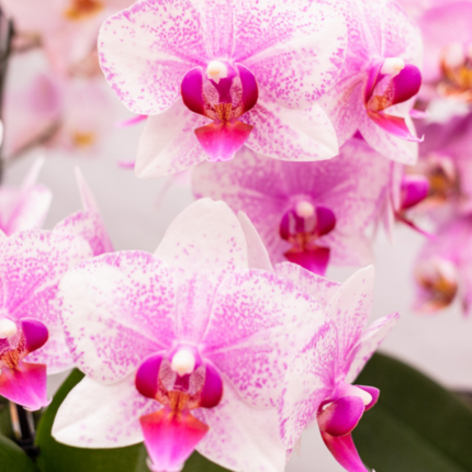 Roze Phalaenopsis orchidee met opvallende bloemen, potmaat Ø9cm, perfect voor een kleurrijke huiskamer.