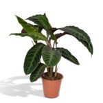 Calathea Warscewiczii in een terracotta pot, met grote, groene bladeren met een opvallend patroon en paarse onderzijde.