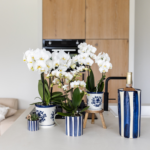 Kolibri Orchids | Set van witte Phalaenopsis orchidee Amabilis en Succulent Crassula Hobbit in Painted Stripe pot blauw - potmaat Ø9cm + Ø6cm | bloeiende kamerplant - vers van de kweker - Afbeelding 3