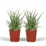 Twee Sansevieria Fernwood Punk planten in oranje potten, met lange, rechtopstaande, groene bladeren. Hoogte 30 cm, diamete...