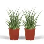 Twee Sansevieria Fernwood Punk planten in oranje potten, met lange, rechtopstaande, groene bladeren. Hoogte 30 cm, diamete...