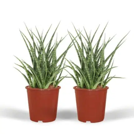 Twee Sansevieria Fernwood Punk planten in oranje potten, met lange, rechtopstaande, groene bladeren. Hoogte 30 cm, diamete...