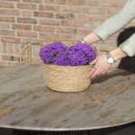 Rieten schaal met drie intense paarse Campanula Addenda Ambella bloemen, geplaatst op een houten tafel.