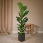 Ficus Lyrata - Rubberplant - Ø21cm - ↕100cm - Afbeelding 2