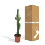 Euphorbia Acrurensis - Cactus - Ø17cm - ↕50cm - Afbeelding 5