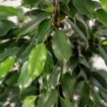 Ficus benjamina Danielle - Ø21cm - ↕95cm - Afbeelding 3