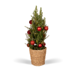 Picea Glauca Conica, dwergspar in een gevlochten mand, versierd met rode kerstballen en verlichting, hoogte 80 cm.