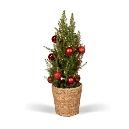 Picea Glauca Conica, dwergspar in een gevlochten mand, versierd met rode kerstballen en verlichting, hoogte 80 cm.