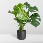 Monstera Deliciosa - Gatenplant - Ø21cm - ↕65cm - Afbeelding 8