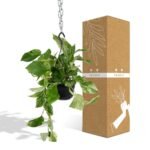 Epipremnum Marble Queen - Scindapsus - Ø15cm - ↕25cm - Afbeelding 4