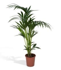 Howea forsteriana (Kentia-palm) in een bruine pot van Ø18cm, hoogte van 100cm, met groene, elegante bladeren.