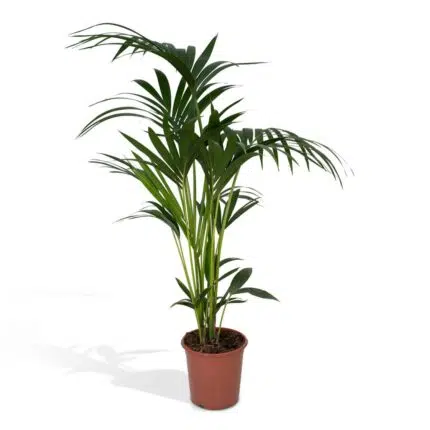 Howea forsteriana (Kentia-palm) in een bruine pot van Ø18cm, hoogte van 100cm, met groene, elegante bladeren.