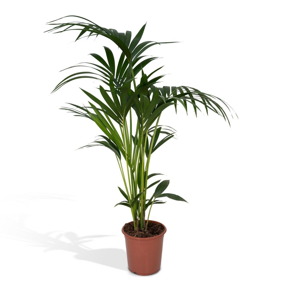 44dd04bd-06ce-46b3-b541-3a0dd40bad3d_1200x1200_fill-1.jpg Howea forsteriana (Kentia-palm) in een bruine pot van Ø18cm, hoogte van 100cm, met groene, elegante bladeren.