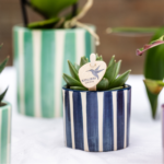 Kolibri Orchids | Set van orchidee Lima en succulenten in keramieken sierpotten - potmaat Ø9cm & Ø6cm | bloeiende kamerplant - vers van de kweker - Afbeelding 2
