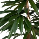 Ficus Amstel King - Treurvijg - ø21cm - ↕100cm - Afbeelding 3