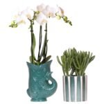 Set van witte Amabilis orchideeën in groene Vispot en vetplant in gestreepte groene pot, beide in bloei.
