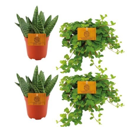 Twee Aloë paradisicum en twee Peperomia rotundifolia in oranje potten, Ø10,5cm, hoogte 10cm.