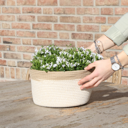 Witte Campanula Addenda in een geweven mand, potmaat 12 cm, perfect voor binnen en buiten.