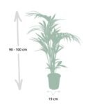 Howea Forsteriana - Kentiapalm - Ø18cm - ↕100cm - Afbeelding 4