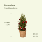 Picea Glauca Conica - Ø21cm - ↕80cm - Red - Ø21 - ↨80cm - Afbeelding 5
