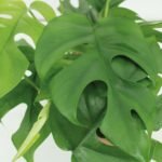 2x Monstera Minima - Gatenplant - 25cm - ø15 - Afbeelding 3