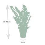 Zamioculcas Zamiifolia - Emerald palm - Ø21cm - ↕80cm - Afbeelding 4