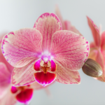 Kolibri Orchids | COMBI DEAL van 4 Phalaenopsis orchideeën - Pirate Picotee - potmaat Ø12cm | bloeiende kamerplant - vers van de kweker - Afbeelding 3