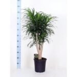 Dracaena Refl. Anita in zwarte pot, hoogte 90 cm, diameter 24 cm, met groene bladeren en stevige stam.
