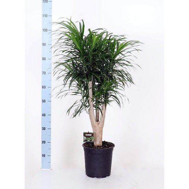 4b86aece-78a4-4758-ba48-236dd9516d28_1200x1200_fill.jpg Dracaena Refl. Anita in zwarte pot, hoogte 90 cm, diameter 24 cm, met groene bladeren en stevige stam.