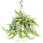 Selenicereus Anthonyanus in hangpot, Ø21 cm, hoogte 60 cm, met groene, golvende bladeren.