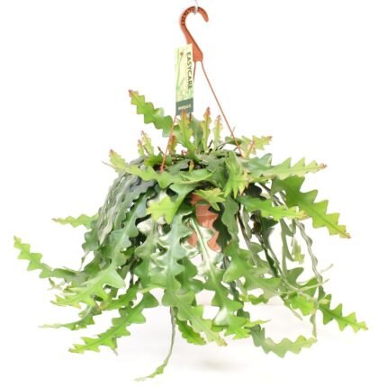 Selenicereus Anthonyanus in hangpot, Ø21 cm, hoogte 60 cm, met groene, golvende bladeren.
