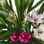 Curcuma Siam Mix - 3 stuks - Ø17cm - ↕60-65cm - Afbeelding 2
