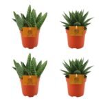 Set van 4 kleine kamerplanten: 2x Aloë paradisicum en 2x Gasteria Hybride Aurora in oranje potten van Ø10,5cm.