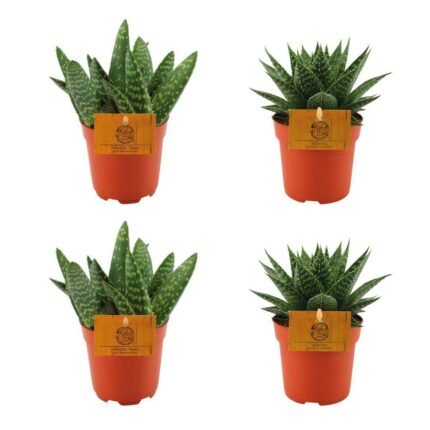 Set van 4 kleine kamerplanten: 2x Aloë paradisicum en 2x Gasteria Hybride Aurora in oranje potten van Ø10,5cm.