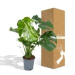 Monstera Deliciosa - Gatenplant - Ø21cm - ↕65cm - Afbeelding 5