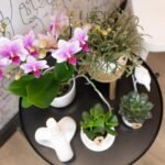 Kolibri Orchids | roze Phalaenopsis orchidee potmaat Ø9cm | Rotterdam | bloeiende kamerplant - vers van de kweker - Afbeelding 5