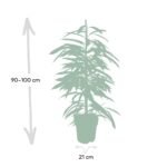 Ficus Amstel King - Treurvijg - ø21cm - ↕100cm - Afbeelding 4