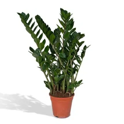 Zamioculcas Zamiifolia, ook bekend als ZZ-plant, in een terracotta pot van Ø21cm en hoogte van 80cm. Groene, glanzende bl...