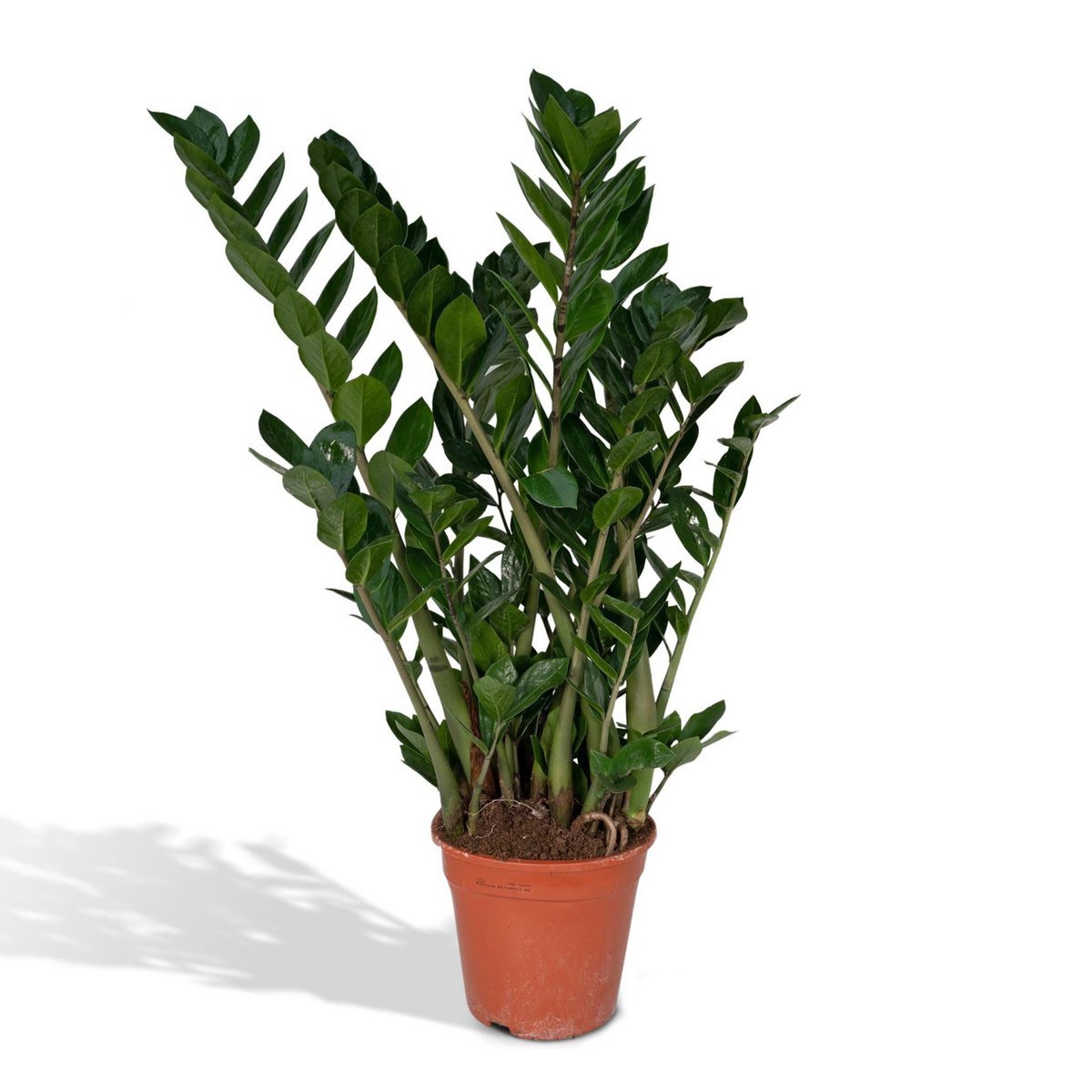 5625ac36-499c-4d23-a8ff-84385f9d97c6_1200x1200_fill.jpg Zamioculcas Zamiifolia, ook bekend als ZZ-plant, in een terracotta pot van Ø21cm en hoogte van 80cm. Groene, glanzende bl...