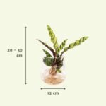 Calathea Insignis in Kingston-glas - ø4cm - ↕30cm - Afbeelding 3