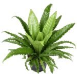 Asplenium Antiquum Osaka, Japanse Nestvaren, groene bladeren in pot van Ø23cm, hoogte 60cm, moderne kamerplant.