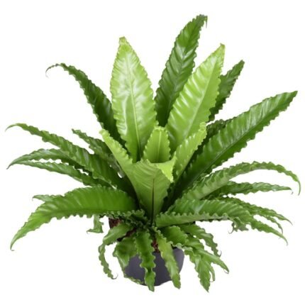 Asplenium Antiquum Osaka, Japanse Nestvaren, groene bladeren in pot van Ø23cm, hoogte 60cm, moderne kamerplant.