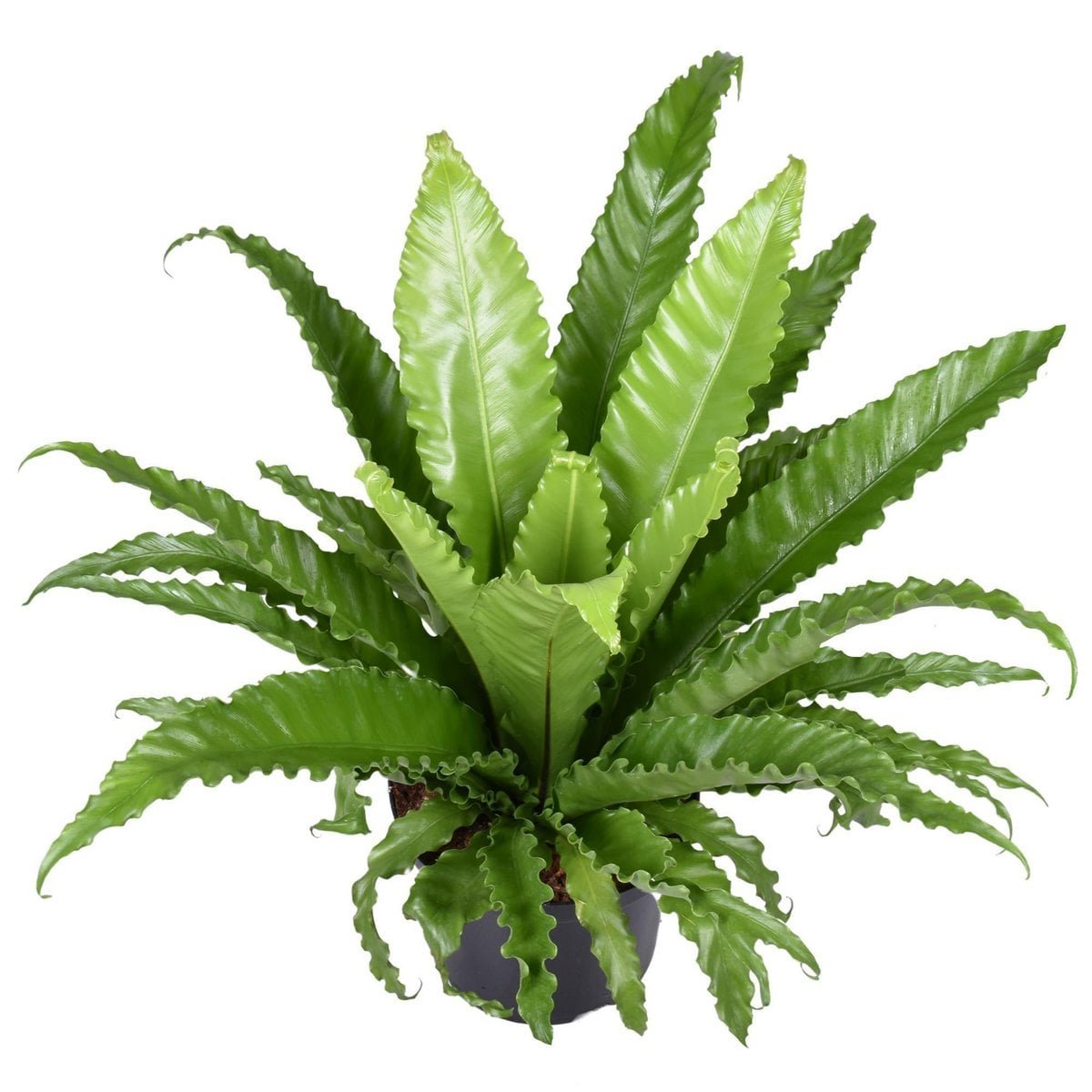 5908cebe-eb21-429a-80ff-075a33f8727e_1200x1200_fill-1.jpg Asplenium Antiquum Osaka, Japanse Nestvaren, groene bladeren in pot van Ø23cm, hoogte 60cm, moderne kamerplant.