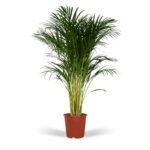Dypsis Lutescens Areca Palm in een bruine pot, hoogte 120 cm, met groene, veerachtige bladeren.