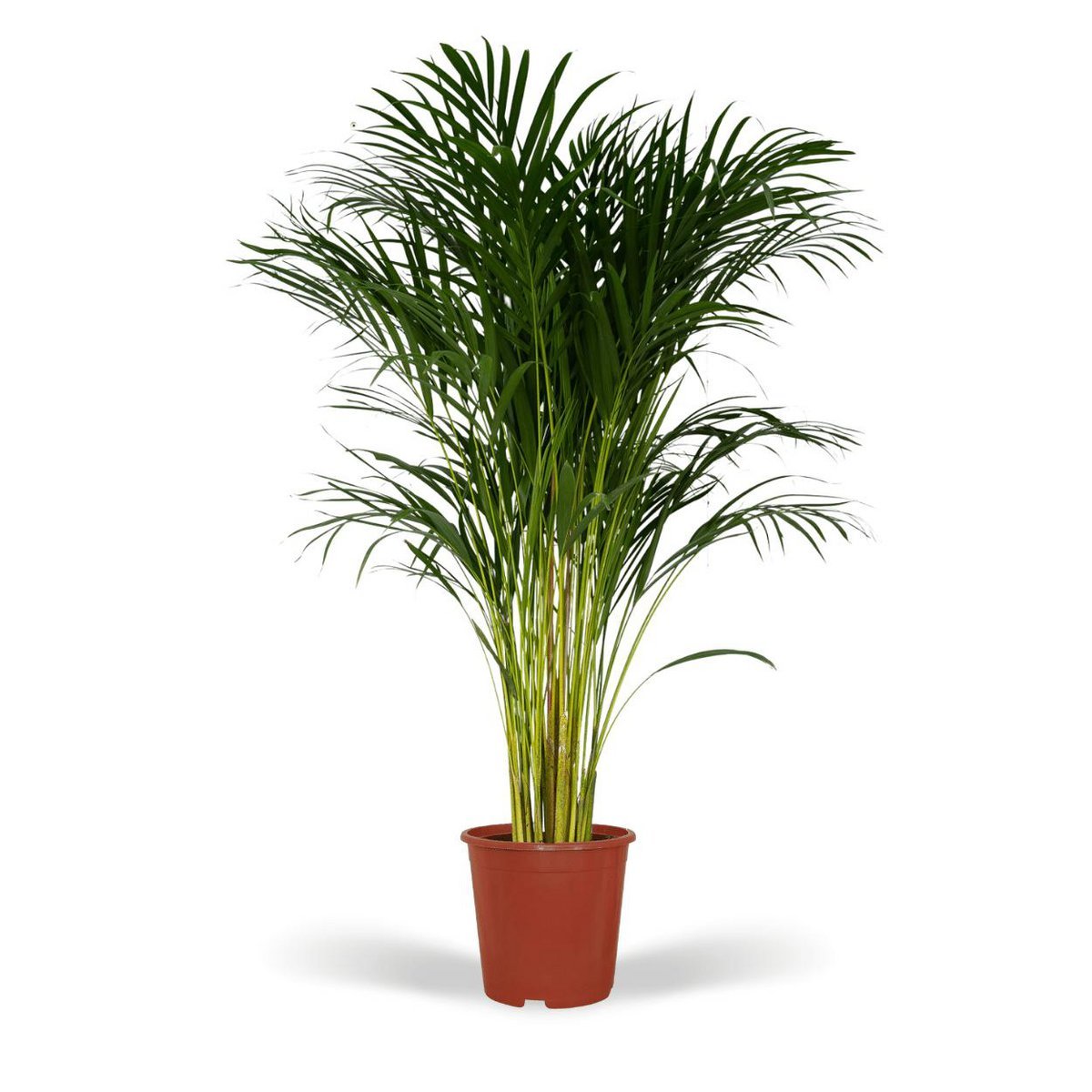 5936a635-c917-453b-92d0-2fb1afded2a9_1200x1200_fill.jpg Dypsis Lutescens Areca Palm in een bruine pot, hoogte 120 cm, met groene, veerachtige bladeren.