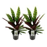 Calathea Lancifolia Insignis, set van 2, Ø14cm, hoogte 45cm, groene bladeren met opvallende patronen.