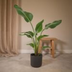 Strelitzia Nicolai - Ø19cm - ↕80cm - Afbeelding 2